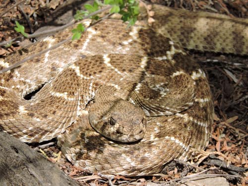 Western Diamondback Rattlesnake reference