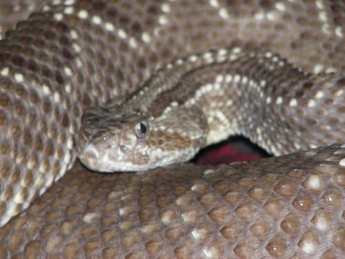 Cascabel Rattlesnake reference