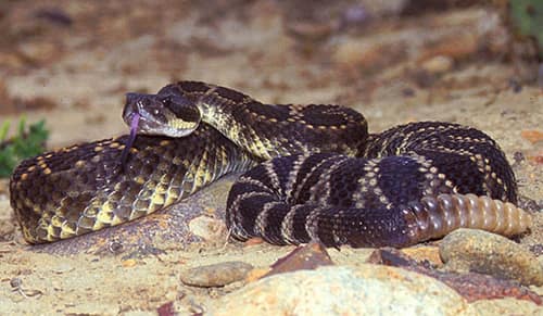 Southern Pacific Rattlesnake reference