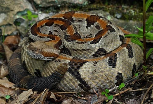 Timber Rattlesnake reference