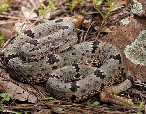 Rock Rattlesnake reference