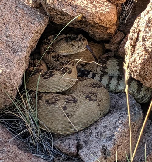 Great Basin Rattlesnake reference