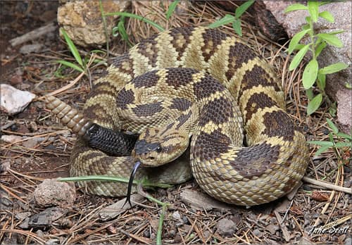 Black-tailed Rattlesnake reference