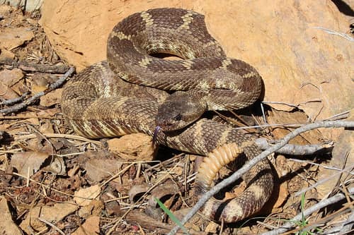 Western Rattlesnake reference