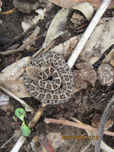 Mexican Pygmy Rattlesnake reference