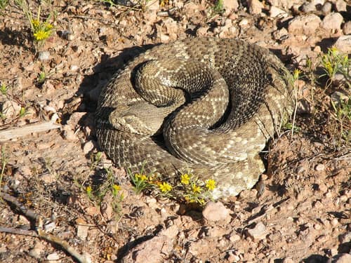 Mojave Rattlesnake reference