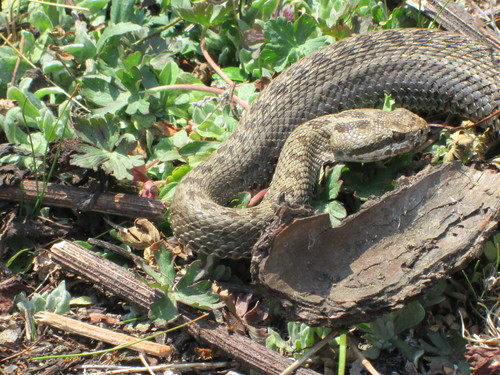Dusky Rattlesnake reference
