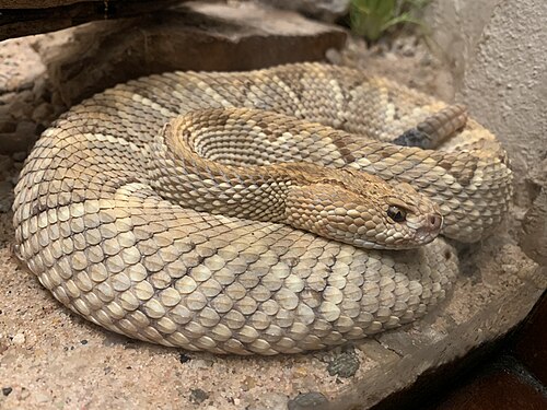 Aruba Island Rattlesnake reference