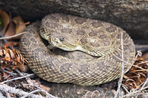 Prairie Rattlesnake reference