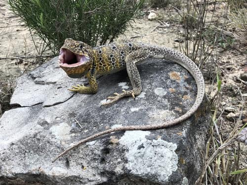 Reticulate Collared Lizard reference