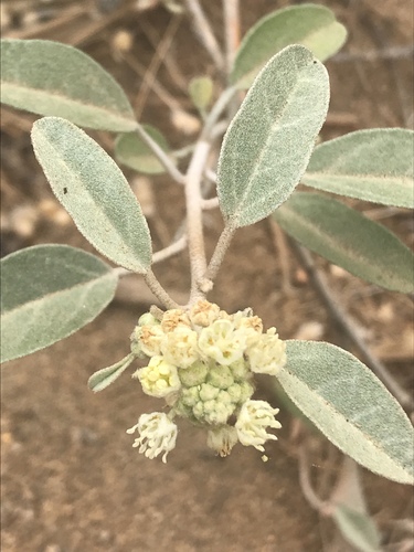 California Croton reference