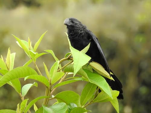 Smooth-billed Ani reference