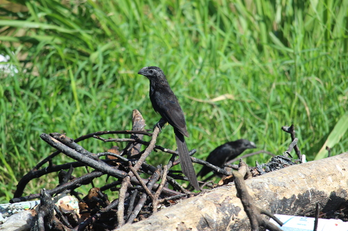 Groove-billed Ani reference