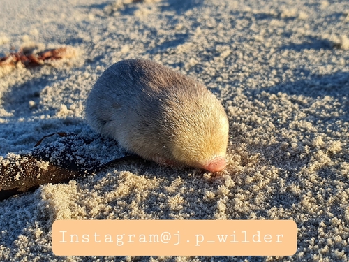 De Winton's Golden Mole reference