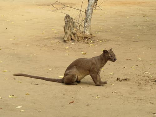 Fossa reference