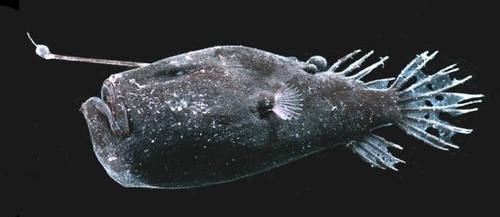 Veiled Anglerfish reference
