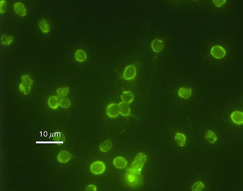 Cryptosporidium parvum reference