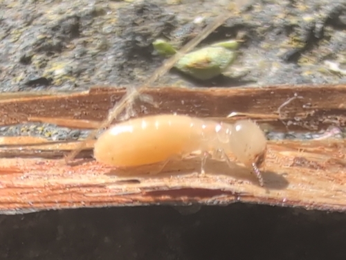 West Indian Drywood Termite reference