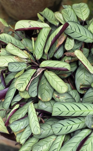 Fishbone Prayer Plant reference