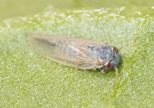 Blue Gum Psyllid reference
