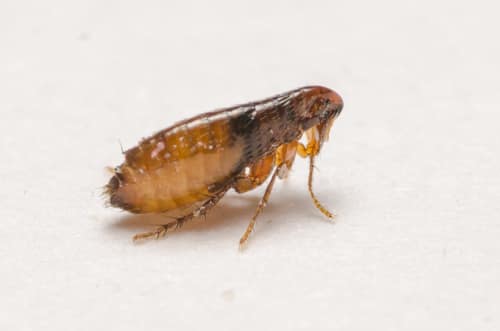 Cat Flea reference