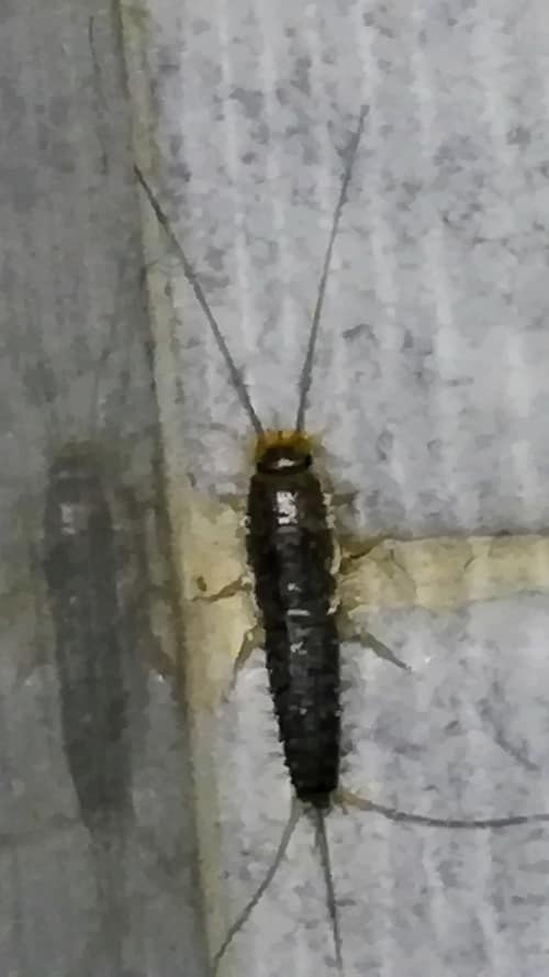 Grey Silverfish reference