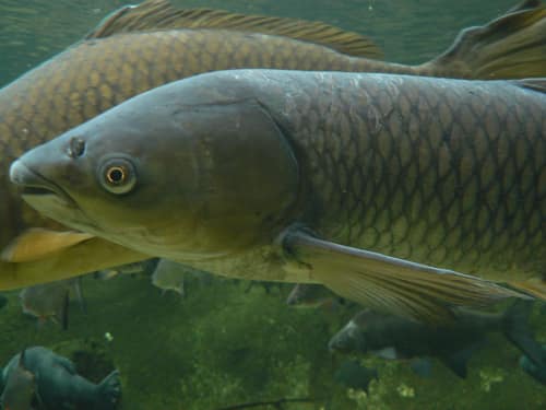 Grass Carp reference
