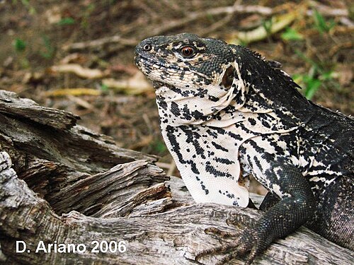 Guatemalan Spiny-tailed Iguana reference
