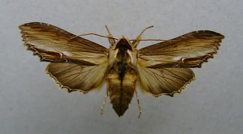 Mullein Moth reference
