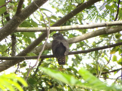 Indian Cuckoo reference