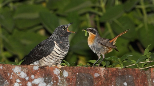 Red-chested Cuckoo reference