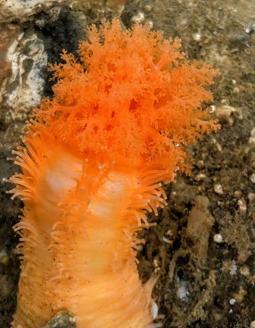 Orange Sea Cucumber reference