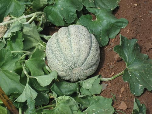 Muskmelon reference