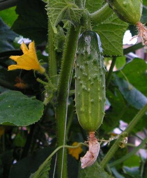 Cucumber reference