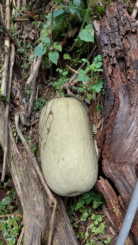 Figleaf Gourd reference