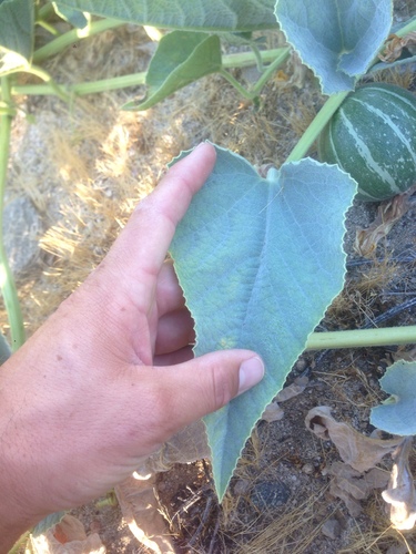 Coyote Melon reference