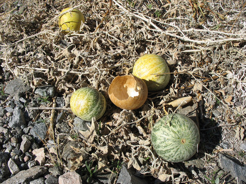 Coyote Gourd reference