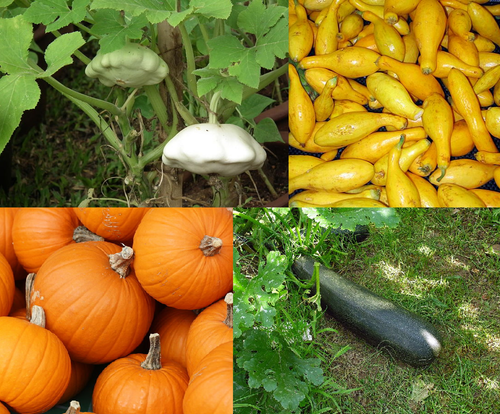 Field Pumpkin reference