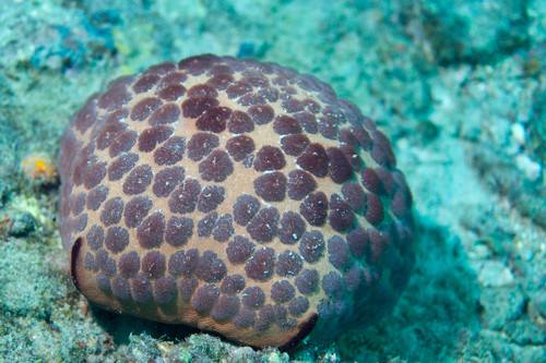 Cushion Star reference