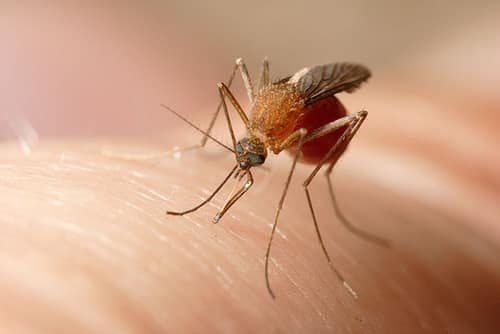 Common House Mosquito reference