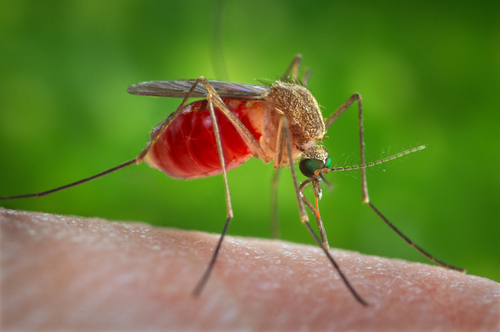 Southern House Mosquito reference