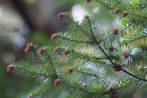 Chinese Fir reference