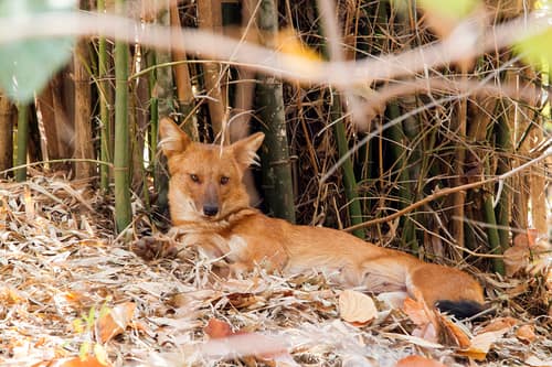 Dhole reference
