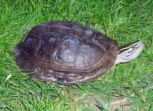 Southeast Asian Box Turtle reference