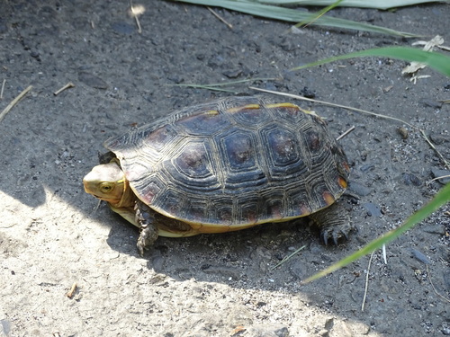 Yellow-Margined Box Turtle reference