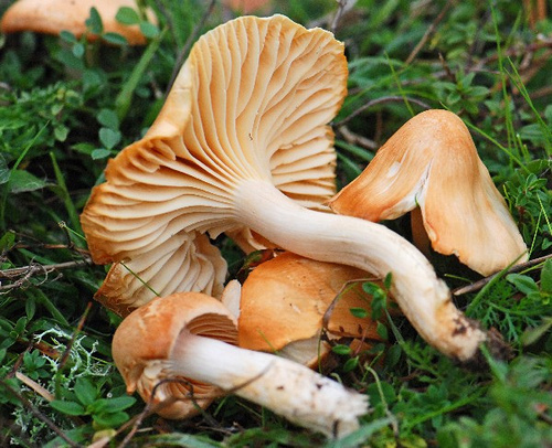 Meadow Waxcap reference