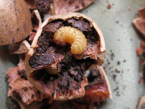 Pecan Weevil reference