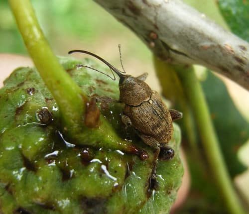 Acorn Weevil reference
