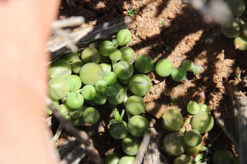 String of Pearls reference