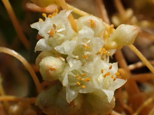 Field Dodder reference